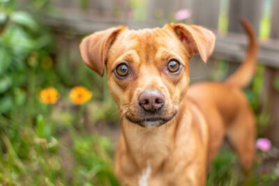 Vous ne croirez jamais ce qui est arrivé à cet étrange chiot croisé entre un pit-bull et un teckel qui cherchait de l’aide